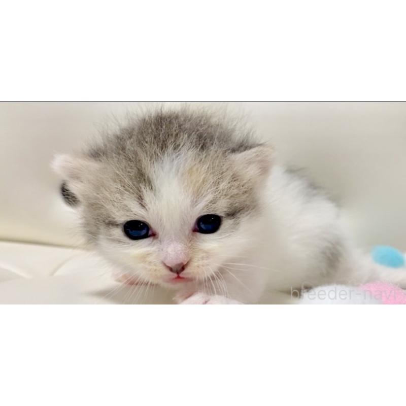 販売中の愛知県のマンチカン(短足)-123988の6枚目