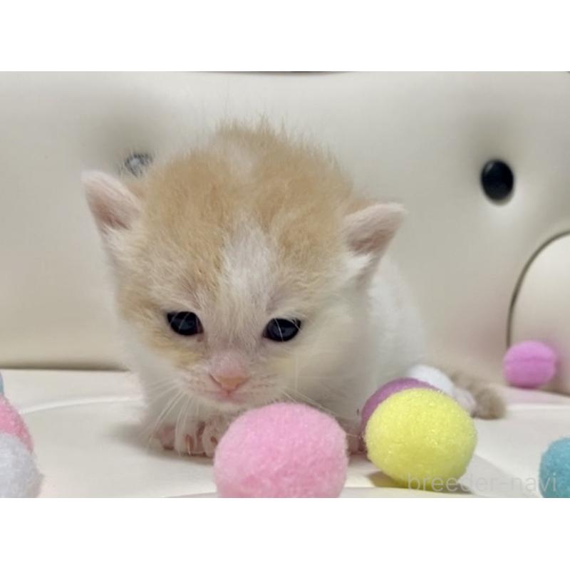販売中の愛知県のマンチカン-123989の5枚目