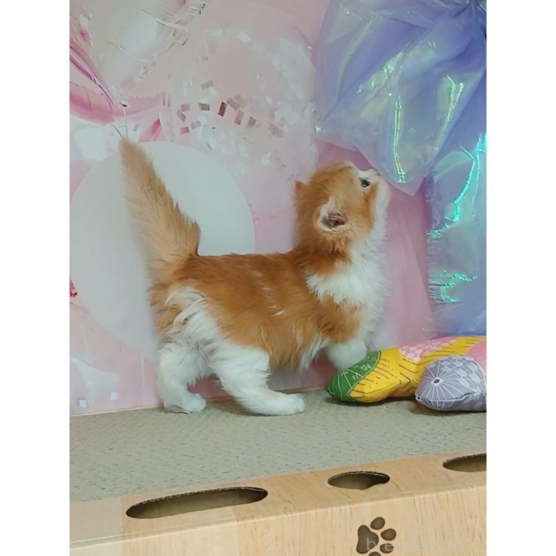 販売中の千葉県のマンチカン-123990の5枚目