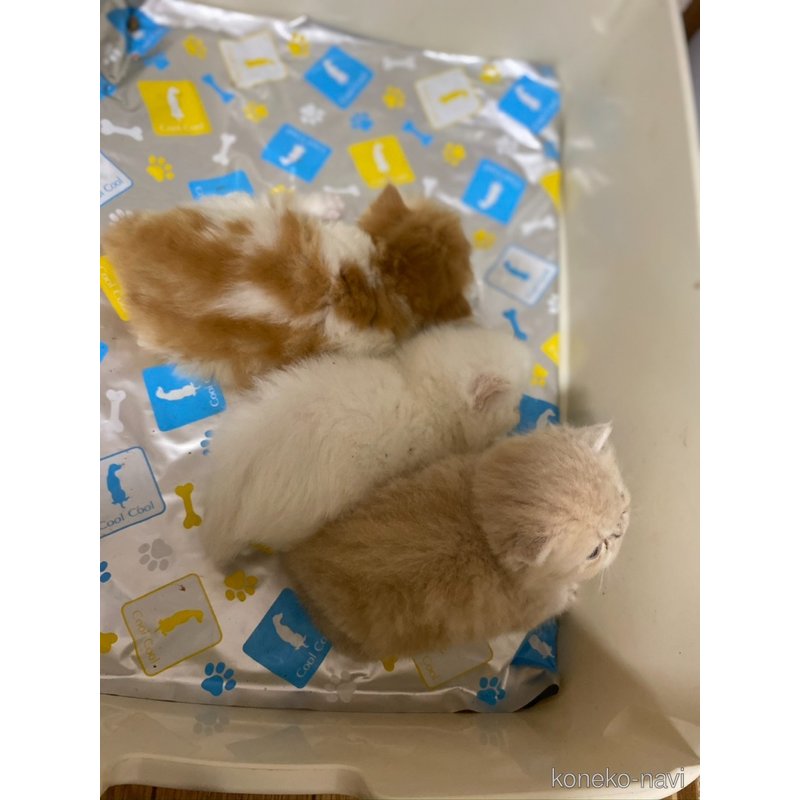 販売中の大阪府のエキゾチックショートヘア-124003の3枚目
