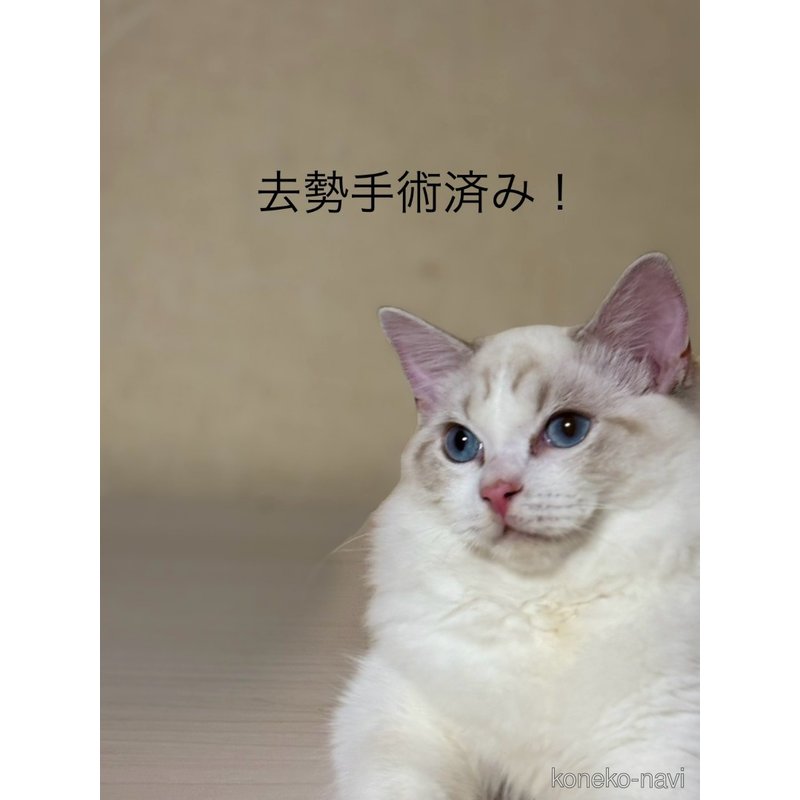 販売中の群馬県のラグドール-124021の2枚目