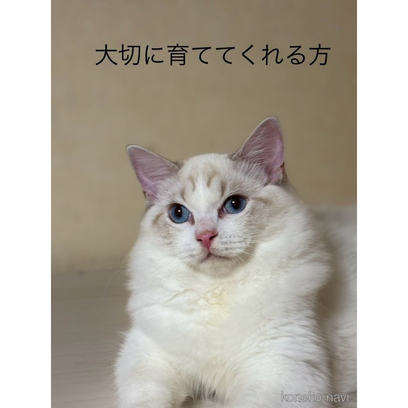 販売中の群馬県のラグドール-124021の3枚目