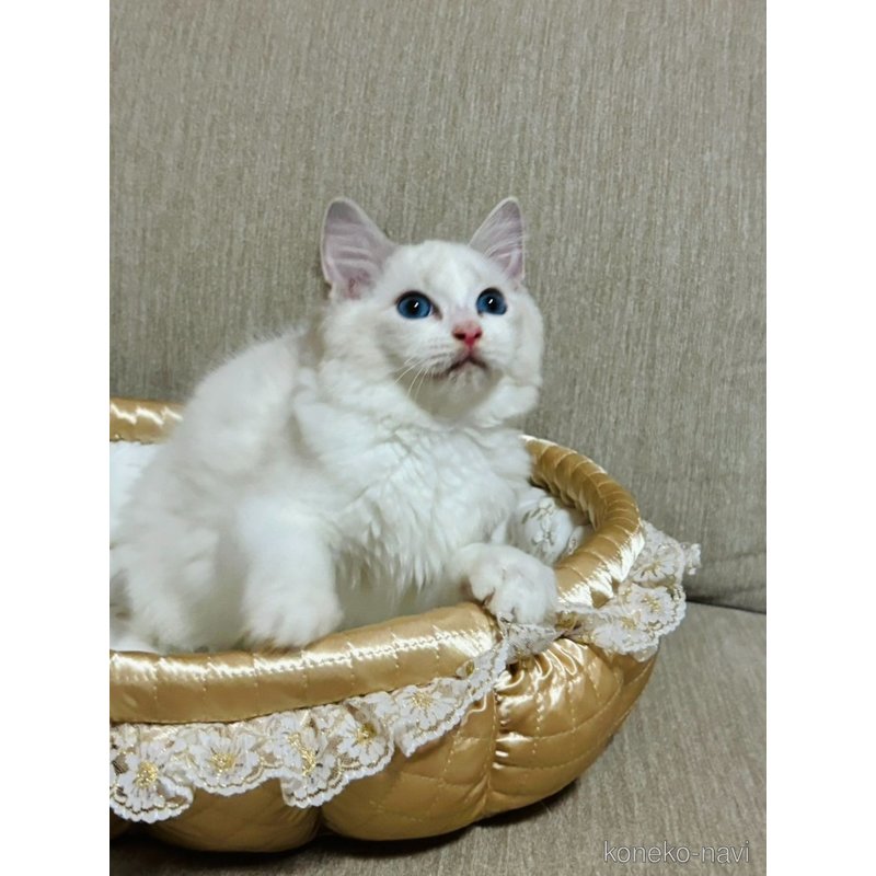 販売中の群馬県のラグドール-124043の2枚目