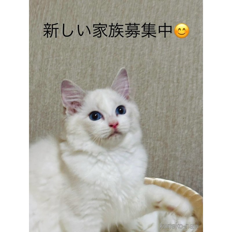 販売中の群馬県のラグドール-124043の5枚目