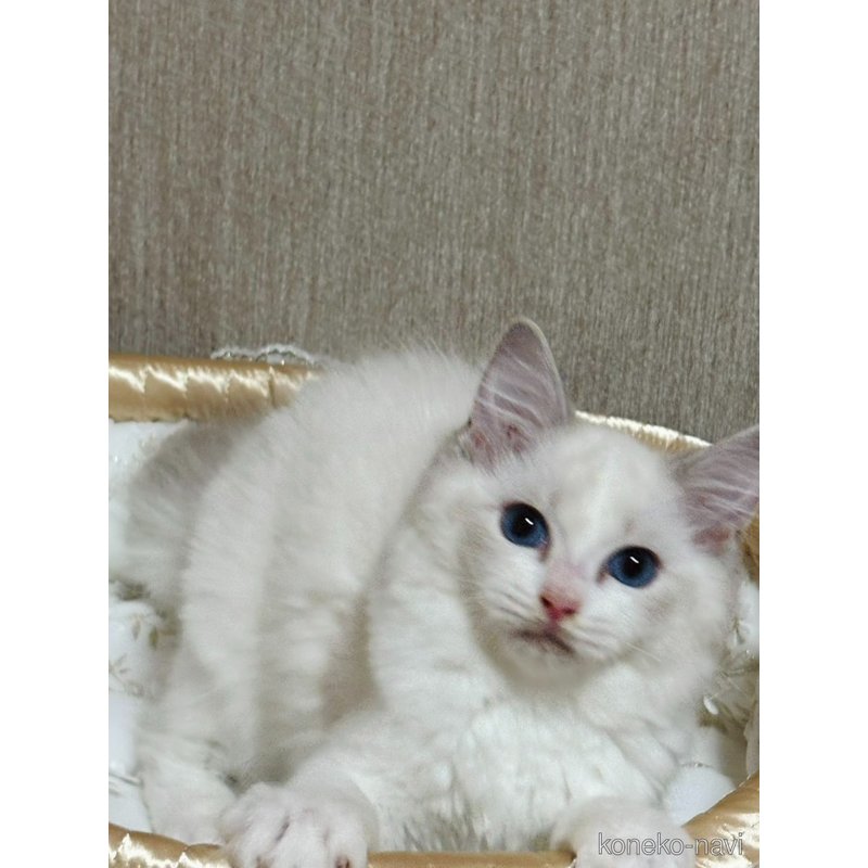 販売中の群馬県のラグドール-124043の3枚目