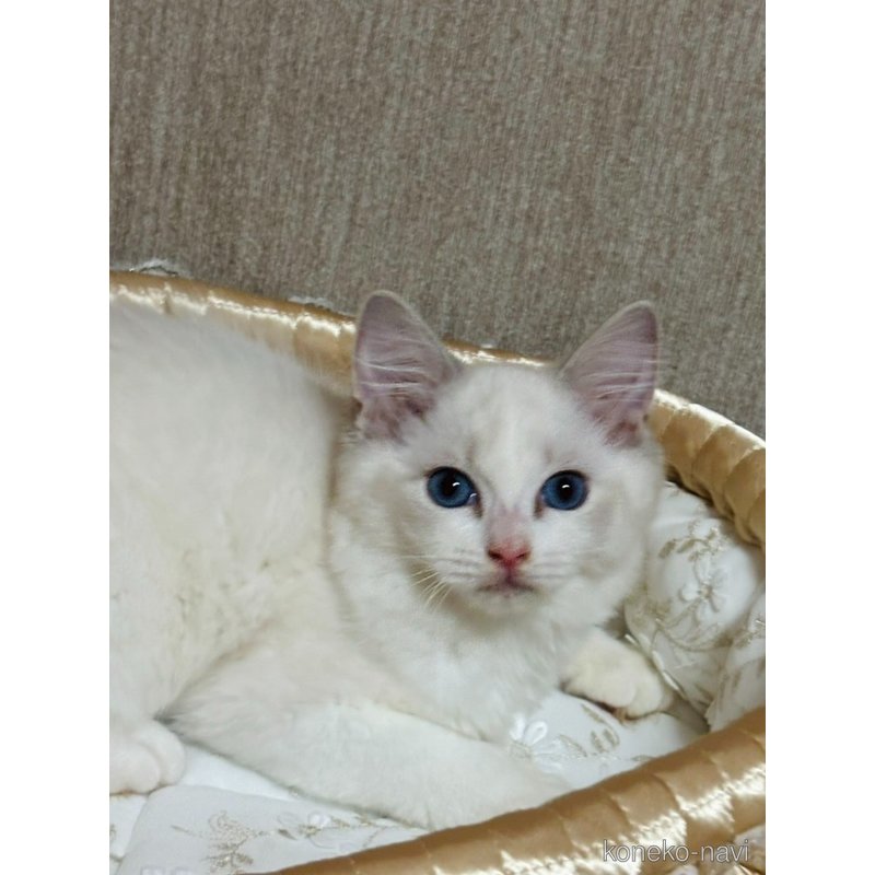 販売中の群馬県のラグドール-124043の4枚目