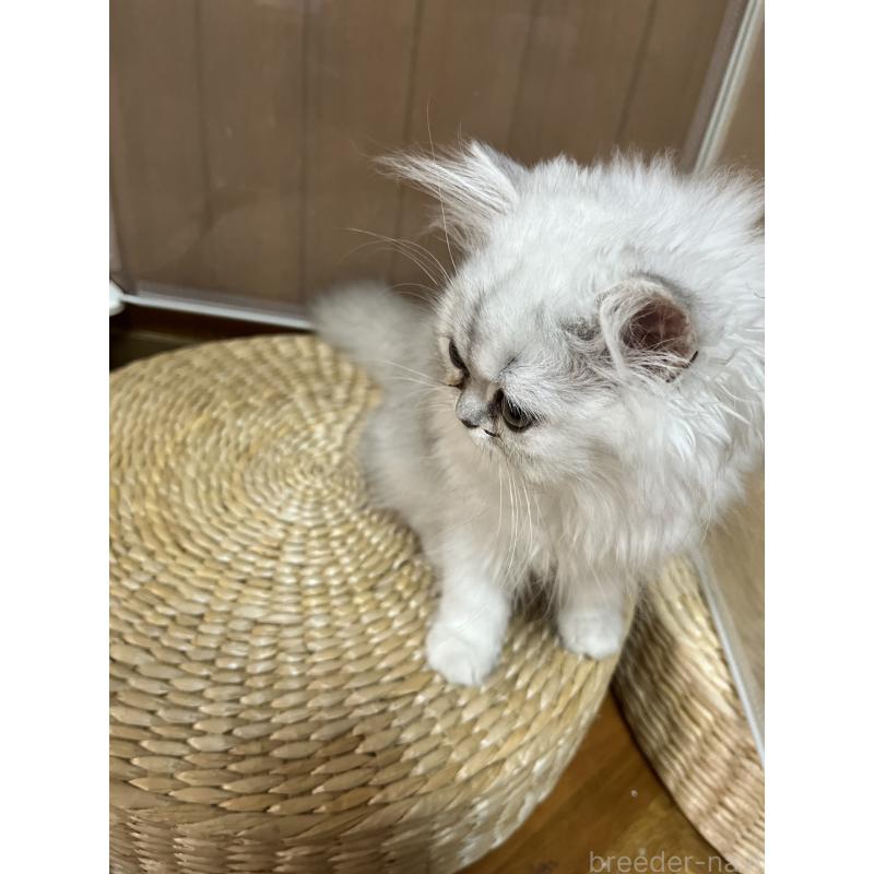 販売中の栃木県のペルシャ(チンチラ)-119453の4枚目