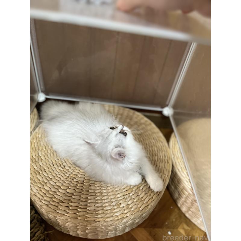 販売中の栃木県のペルシャ(チンチラ)-119168の2枚目