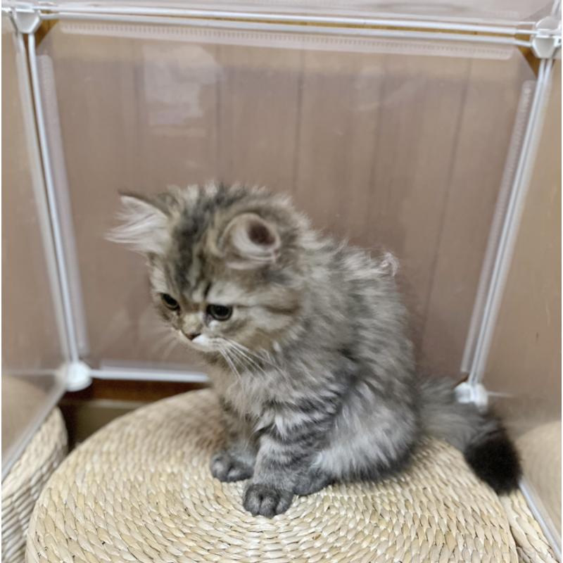 成約済の栃木県のペルシャ(チンチラ)-119455の2枚目