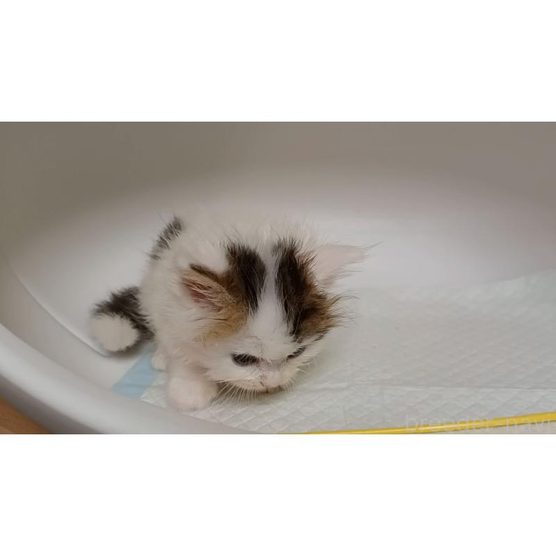 販売中の大阪府のマンチカン(短足)-124152の3枚目