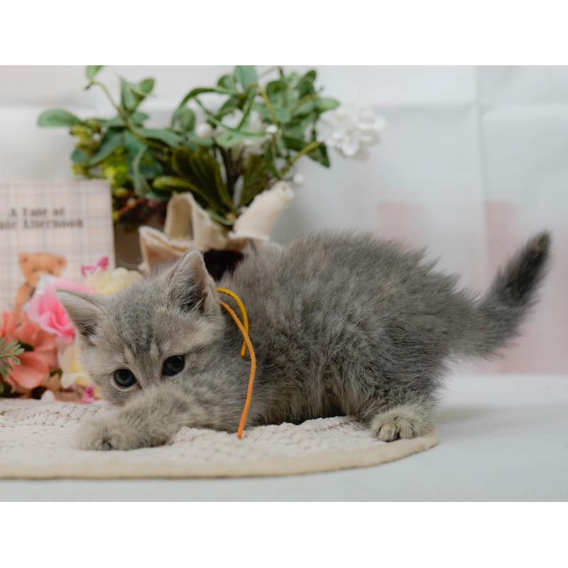 販売中の神奈川県のマンチカン-124162の18枚目
