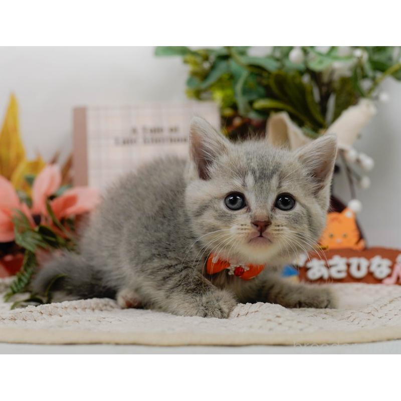 販売中の神奈川県のマンチカン-124162の15枚目