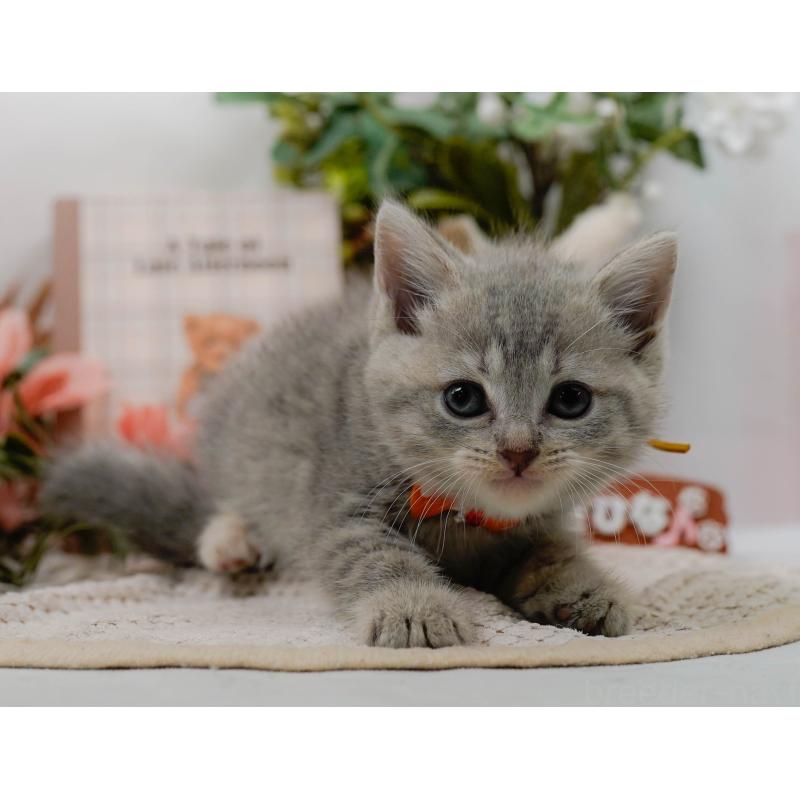販売中の神奈川県のマンチカン-124162の8枚目