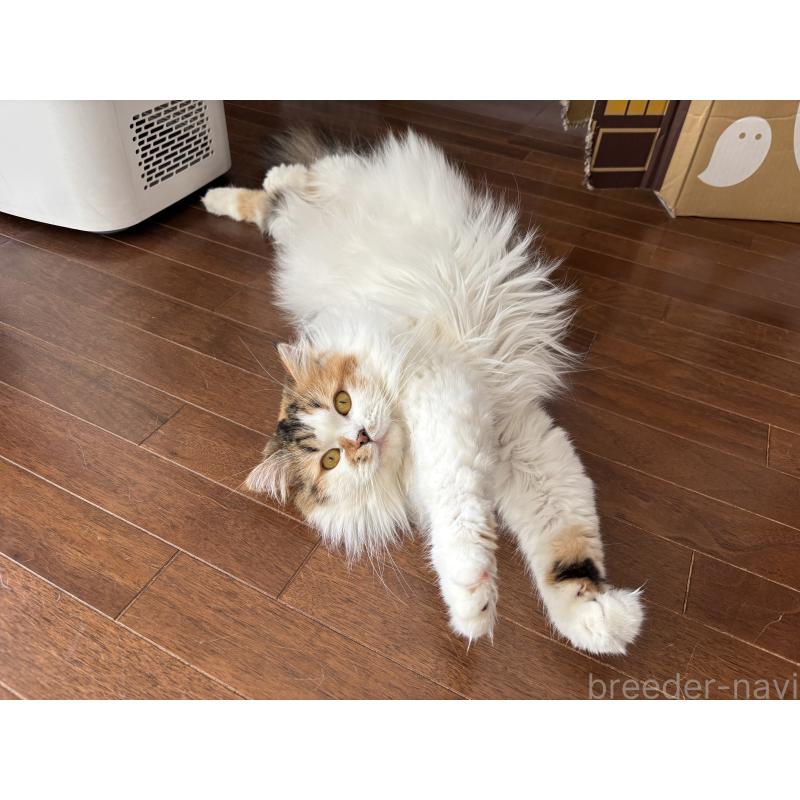 アーニャちゃん1枚目