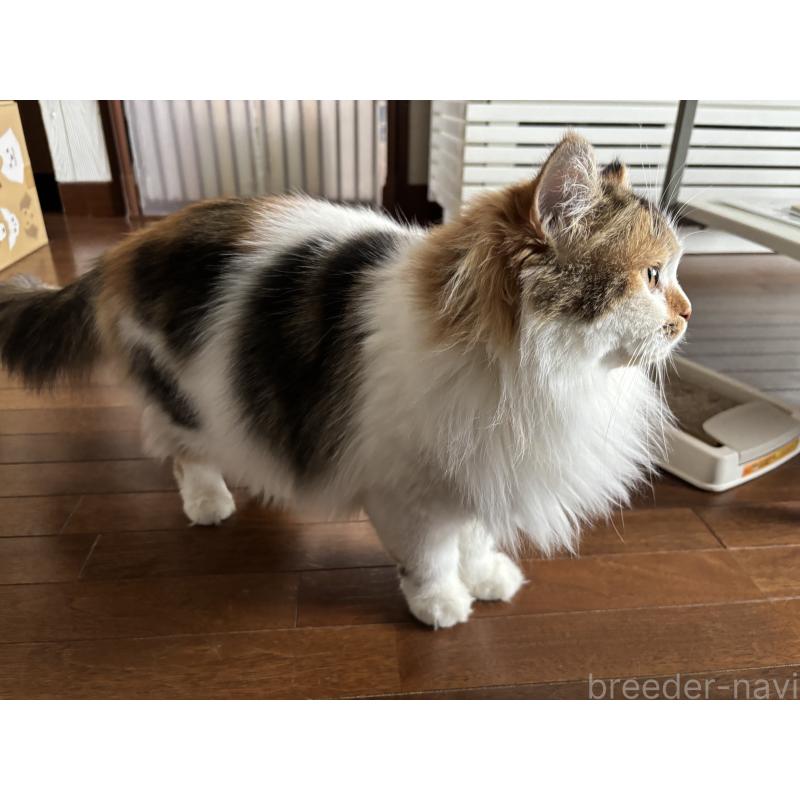 アーニャちゃん1枚目