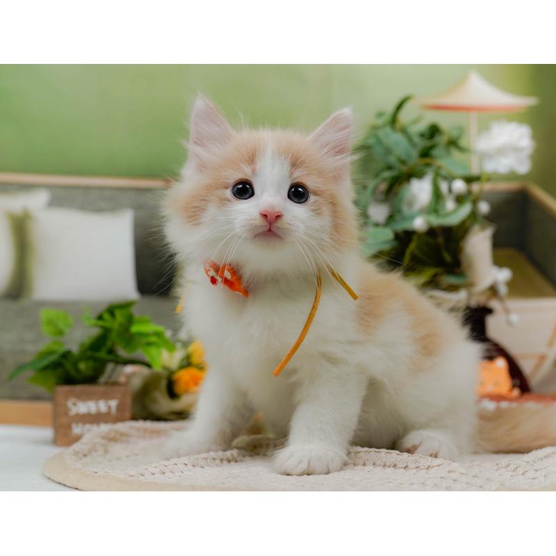 販売中の神奈川県のノルウェージャンフォレストキャット-124164の6枚目