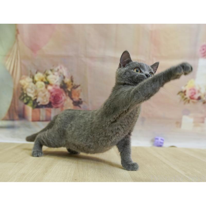 販売中の千葉県のブリティッシュショートヘア-124173の11枚目