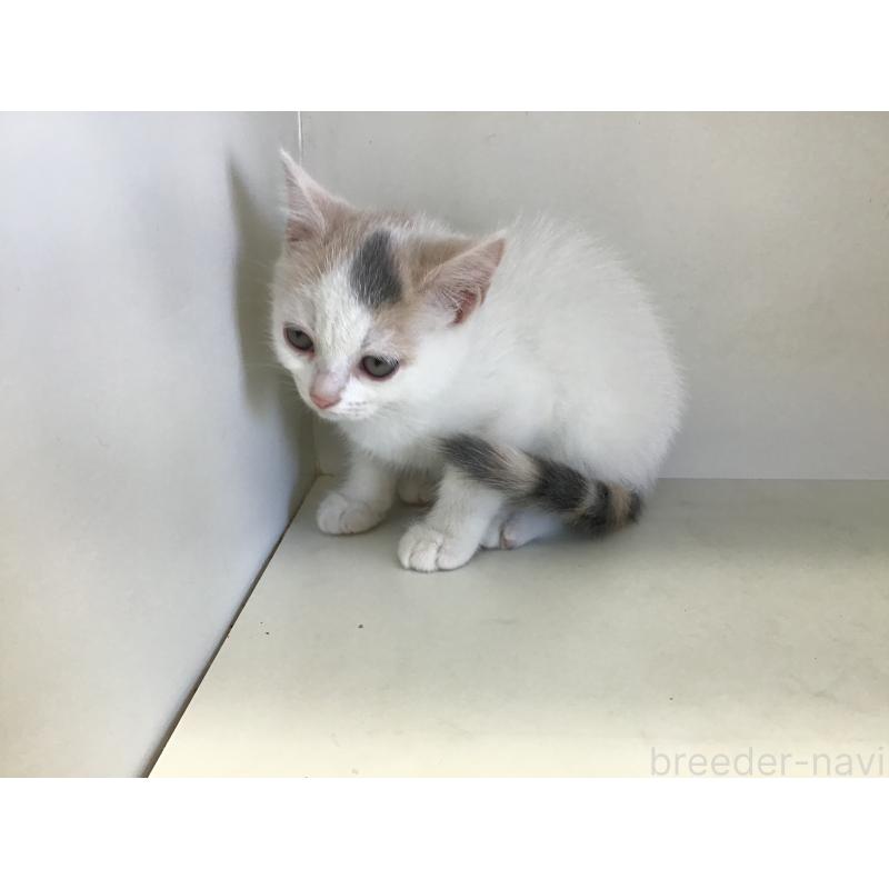 販売中の山形県のセルカークレックス-124170の5枚目