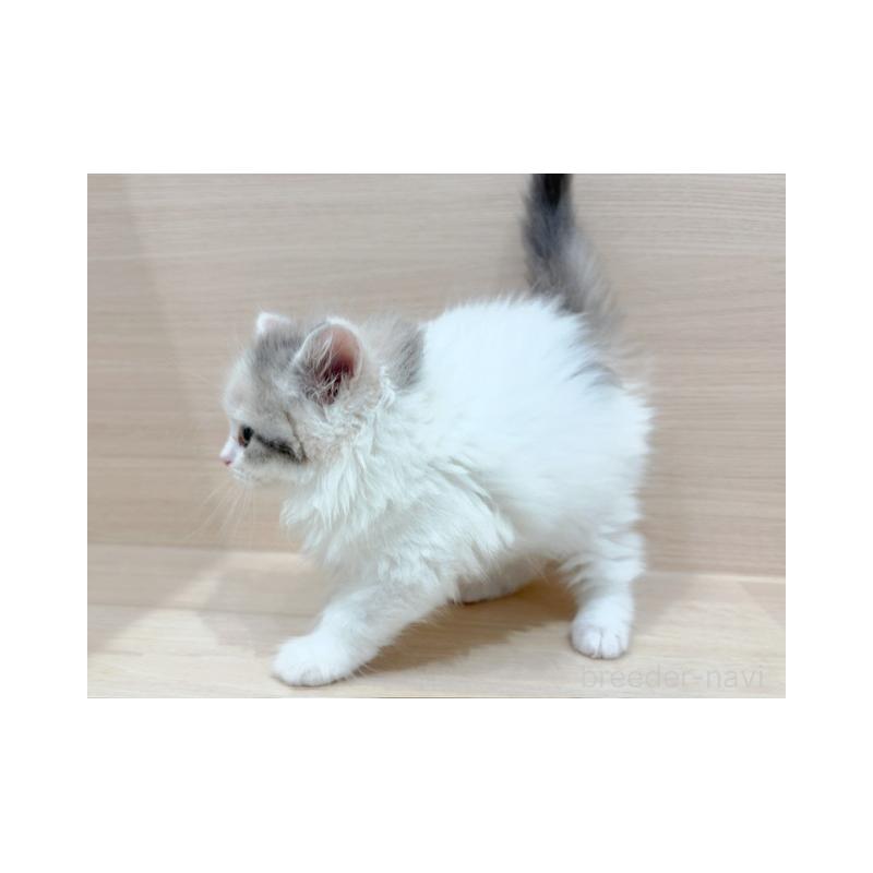 販売中の東京都のラガマフィン-124174の5枚目