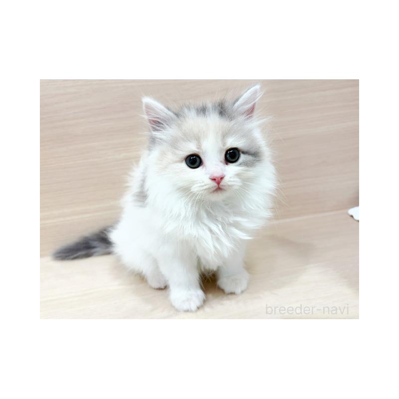 販売中の東京都のラガマフィン-124174の4枚目