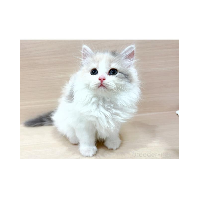 販売中の東京都のラガマフィン-124174の3枚目