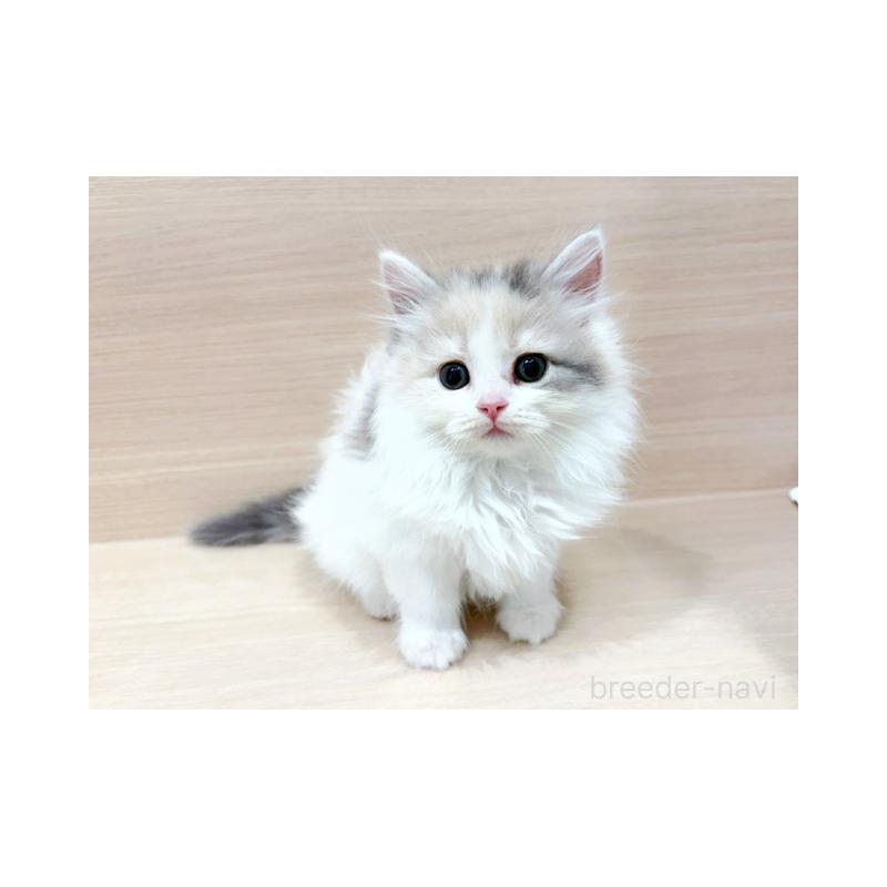 販売中の東京都のラガマフィン-124174の2枚目