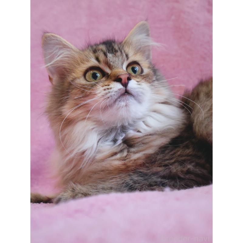 成約済の神奈川県のサイベリアン-114556の11枚目