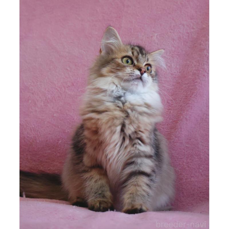 成約済の神奈川県のサイベリアン-114556の10枚目