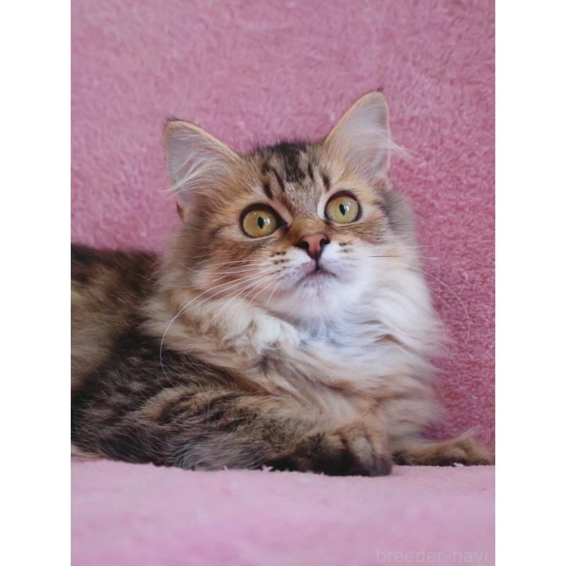 成約済の神奈川県のサイベリアン-114556の9枚目