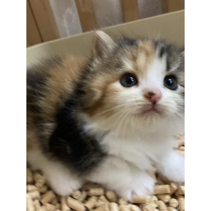 販売中の三重県のスコティッシュフォールド-124184の7枚目
