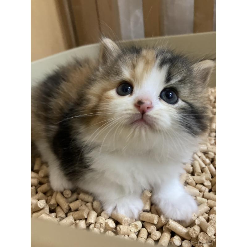 販売中の三重県のスコティッシュフォールド-124184の5枚目