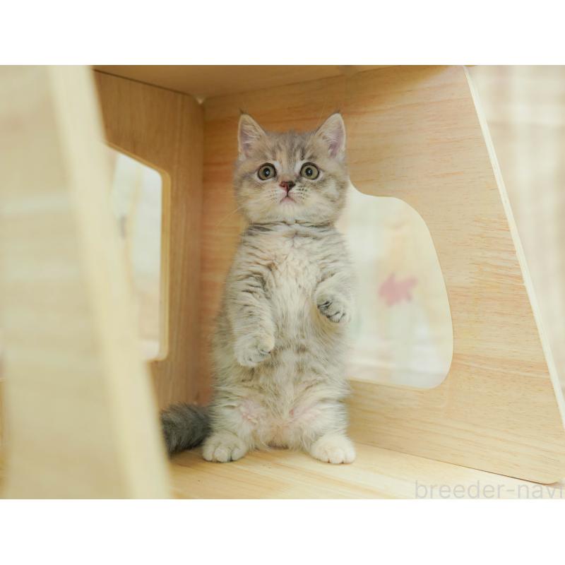 販売中の千葉県のマンチカン(短足)-124185の1枚目