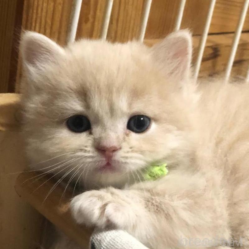 販売中の高知県のスコティッシュフォールド-124186