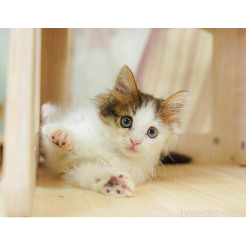 販売中の千葉県のノルウェージャンフォレストキャット-124190の12枚目