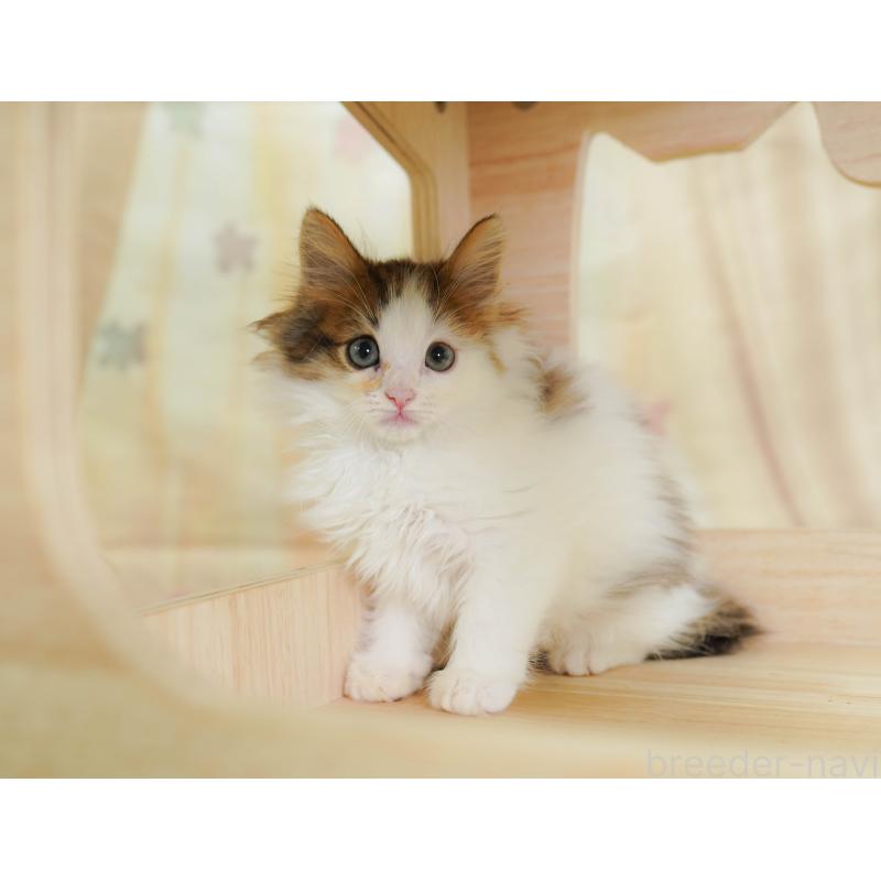 販売中の千葉県のノルウェージャンフォレストキャット-124190の11枚目