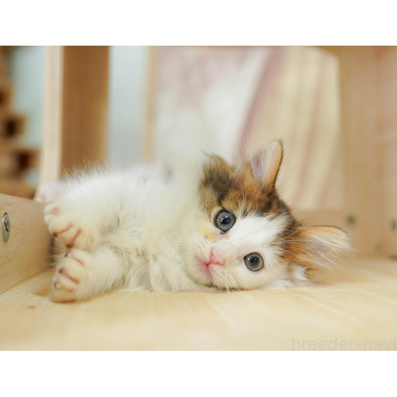 販売中の千葉県のノルウェージャンフォレストキャット-124190の7枚目
