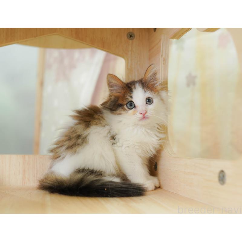 販売中の千葉県のノルウェージャンフォレストキャット-124190の4枚目