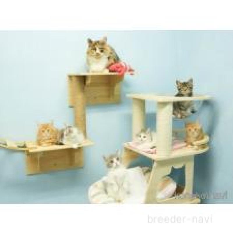 販売中の千葉県のノルウェージャンフォレストキャット-124190の2枚目