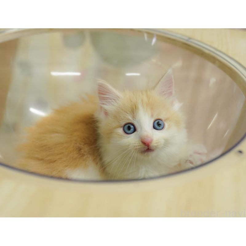 販売中の千葉県のノルウェージャンフォレストキャット-124193の7枚目