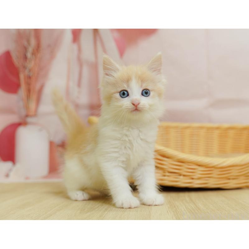 販売中の千葉県のノルウェージャンフォレストキャット-124193の6枚目