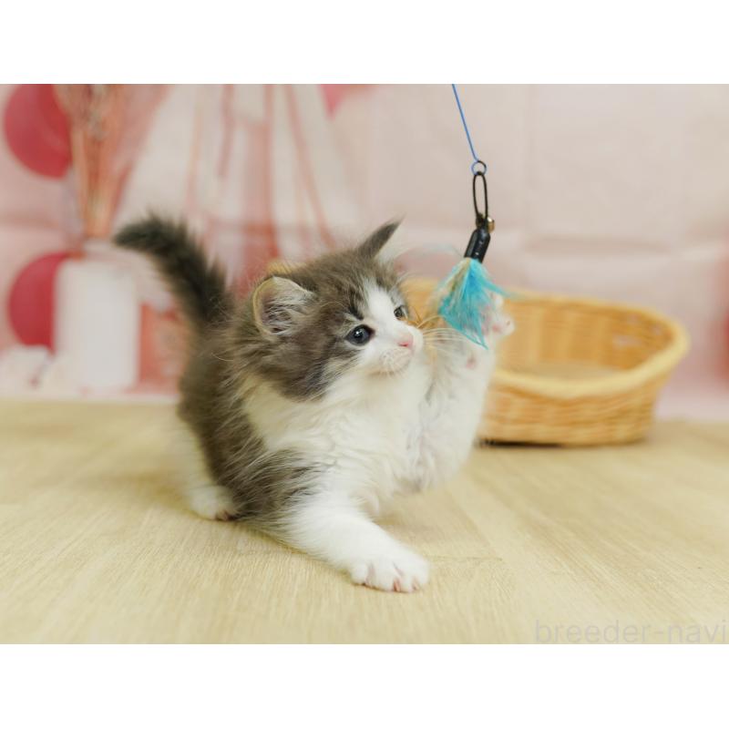 販売中の千葉県のノルウェージャンフォレストキャット-124195の10枚目
