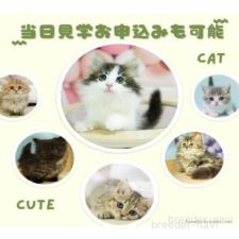 販売中の千葉県のノルウェージャンフォレストキャット-124195の7枚目