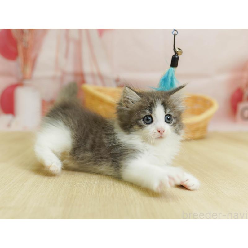 販売中の千葉県のノルウェージャンフォレストキャット-124195の5枚目