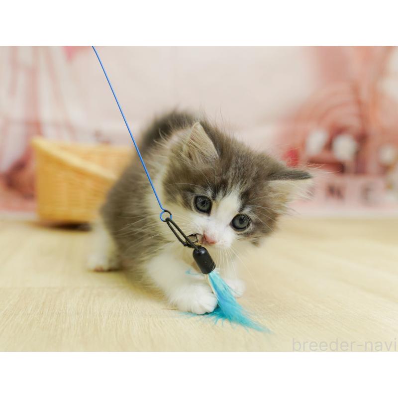 販売中の千葉県のノルウェージャンフォレストキャット-124195の4枚目