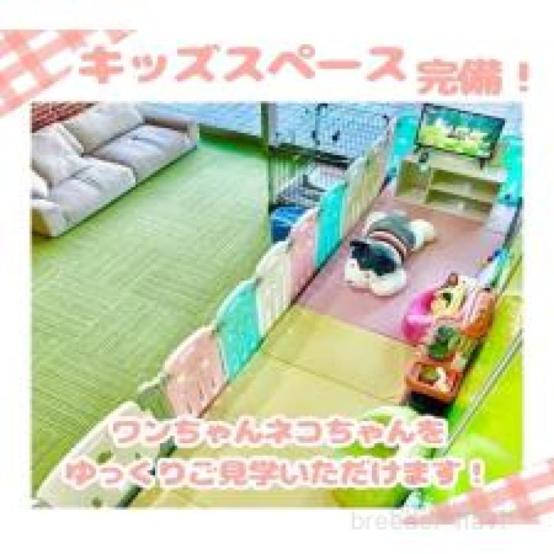 販売中の千葉県のミヌエット-124197の3枚目