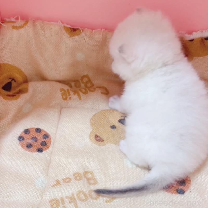 成約済の埼玉県のブリティッシュショートヘア-123188の2枚目