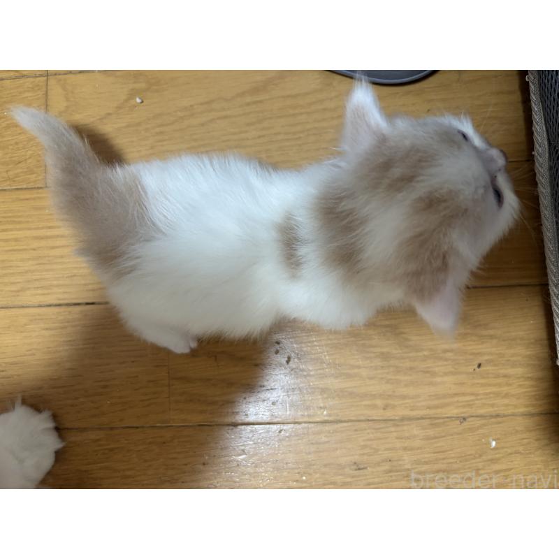 販売中の長野県のミヌエット-124216の2枚目