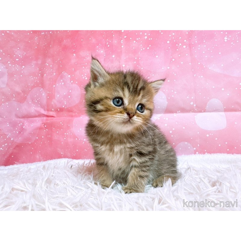 販売中の三重県のスコティッシュフォールド-124156の4枚目