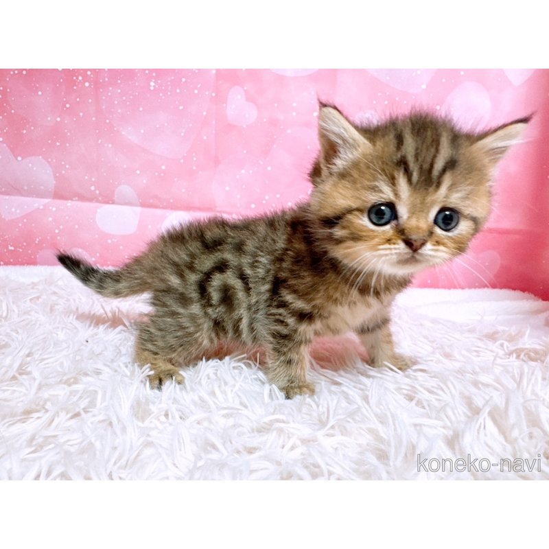 販売中の三重県のスコティッシュフォールド-124156