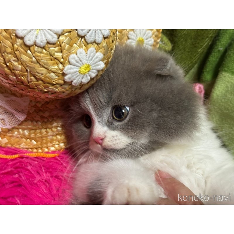 成約済の群馬県のスコティッシュフォールド(折れ耳)-123592の4枚目